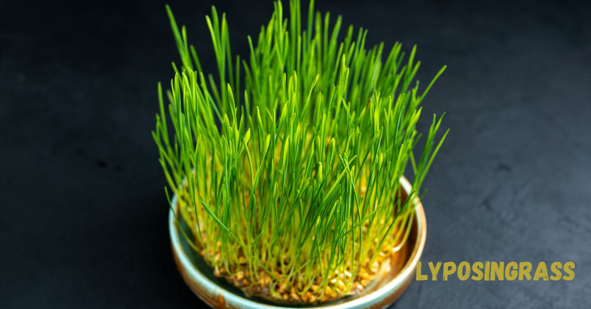 Lyposingrass